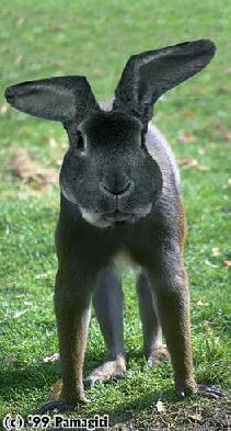 -  www.RzhuNeMogu.ru  31632