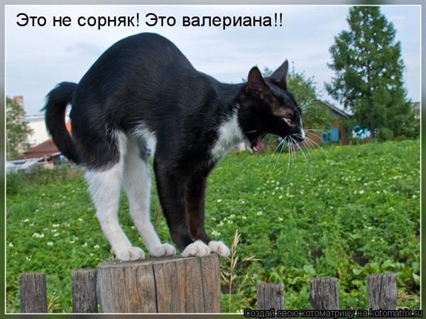 -  www.RzhuNeMogu.ru  48225
